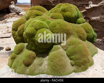 Yareta oder Llareta (Azorella compacta, Azorella yareta), immergrüne mehrjährige Pflanze, heimisch in Südamerika, Valle de las Rocas, Bolivien Stockfoto