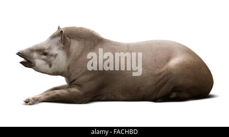 Verlegung von männlichen Tapir. Isoliert auf weißem Hintergrund Stockfoto