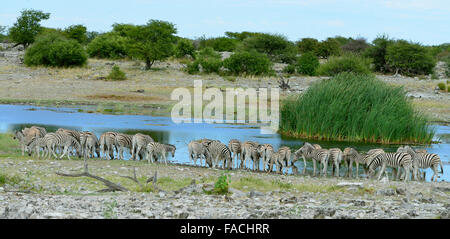 Burchell Zebras (Equus Quagga Burchellii) Herde an der Tränke, Etosha Nationalpark, Namibia Stockfoto