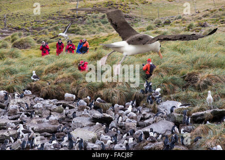 Eine gemischte Black-Browed Albatross (Thalassarche Melanophris) und Rockhopper Penguins (Eudyptes Chrysocome) Verschachtelung Kolonie auf Westp Stockfoto