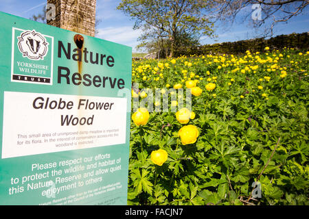 Globus Blumen behalten Europaeus Trollblume auf einer winzigen Natur in der Nähe von Malham Tarn in den Yorkshire Dales, UK. Stockfoto