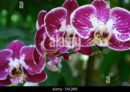 Purpur violett Orchideen im Garten Stockfoto