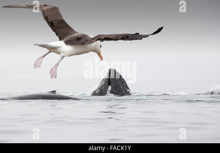 Buckelwale (Impressionen Novaeangliae) ernähren sich von Krill in Wilhelmena Bay, antarktische Halbinsel mit einem Black-Browed Albatross. Stockfoto