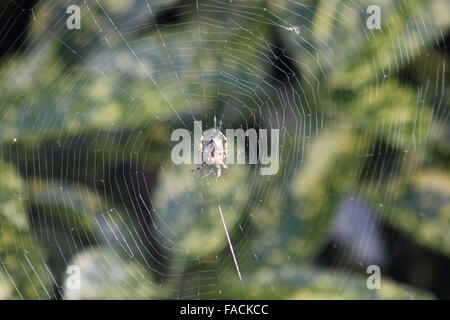 Ventrale Ansicht des weiblichen europäischen Gartenkreuzspinne (Araneus Diadematus) im Web mit unscharfen gefleckte Lorbeer im Hintergrund Stockfoto