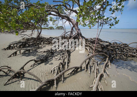 Mangroven-Baum am Cape Tribulation Stockfoto