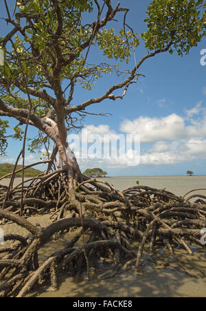 Mangroven-Baum am Cape Tribulation Stockfoto