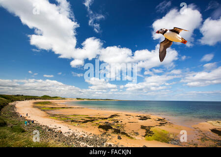 Dunstanburgh Strand in Northumberland, England, Blick in Richtung Low Newton mit einem Papageientaucher überfliegen. Stockfoto