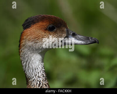 Kubanische Pfeifen Ente (Dendrocygna Arborea) oder West Indian Pfeifen Ente, schwarz-billed Pfeifen Ente Stockfoto