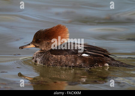 Mit Kapuze Prototyp weiblich (Lophodytes Cucullatus) Stockfoto