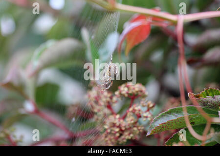 Seitenansicht des weiblichen europäischen Gartenkreuzspinne (Araneus Diadematus) im Web auf wildem Wein Blüte Stockfoto