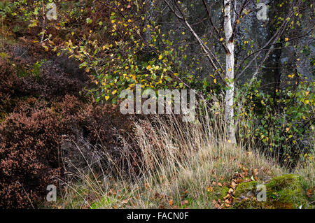 Silver Birch mit Gräsern und Heidekraut zeigt Herbstfarben in der englischen Landschaft. Aufgenommen am Froggatt Rand in der Derbyshire. Stockfoto