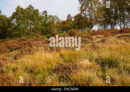 Moorland Gräser und Heidekraut im Herbst Froggatt hochkant im Peak District, Derbyshire. Stockfoto