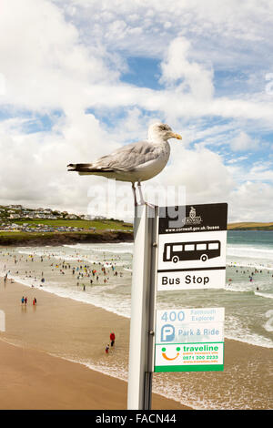 Surfer in der Dünung bei Polzeath, Cornwall, UK mit einer Silbermöwe auf einem Bus Stoppschild. Stockfoto