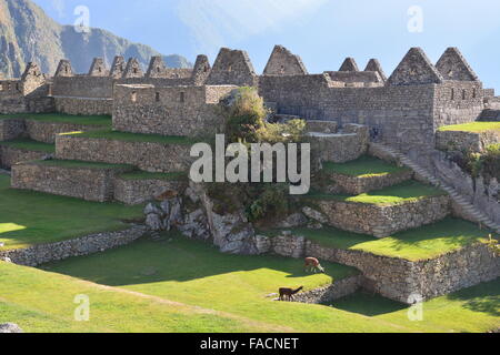 Die Sonne geht über Lamas und Gebäuden im städtischen Bereich an die Inkaruinen von Machu Picchu, Peru. Stockfoto