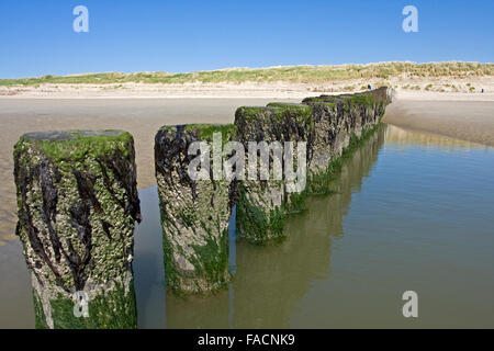 Insel Ameland, Niederlande, Dünen. Stockfoto