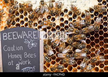 Ein Bienenstock in Cockermouth, Cumbria, UK, die infiziert und durch die Varoa-Milbe beschädigt wurde. Die Varoa-Milbe ist ein Parasit von hone Stockfoto