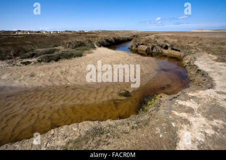 Insel Texel, zwischen Wattenmeer & Nordsee, Niederlande Stockfoto