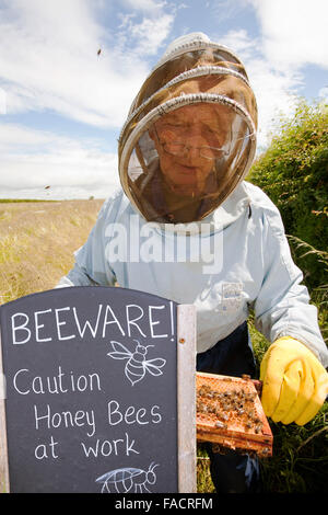 Bill Mackereth, ein Imker aus Cockermouth, Cumbria, UK, prüft seine Bienenstöcke auf Anzeichen von Varoa-Milbe Schaden. Die Varoa-Milbe ist ein Stockfoto