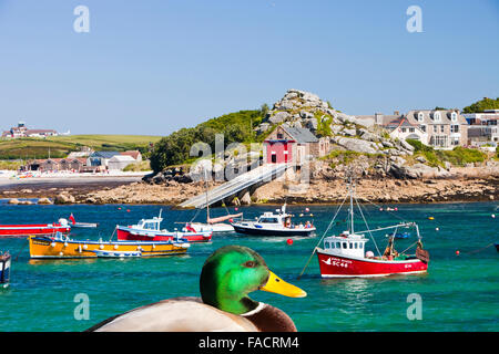 Boote im Hafen von Hugh Town, Str. Marys, Scily Inseln, UK mit einer Stockente. Stockfoto