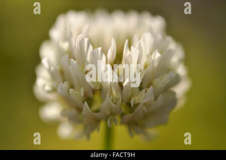 Nahaufnahme einer Weißklee Blume mit einem weichen gelben Hintergrund. Stockfoto