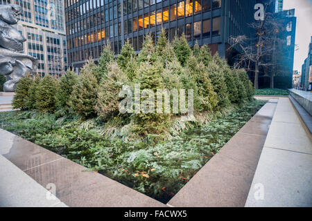Das Wahrzeichen postmodernen Seagram Building in New York am Sonntag, 20. Dezember 2015 zeigt eine Reihe von Weihnachtsbäume in den Brunnen auf dem Platz (© Richard B. Levine) Stockfoto