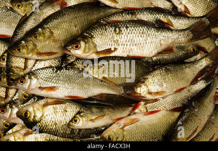 Eine Menge Fisch. Fischmarkt Stockfoto
