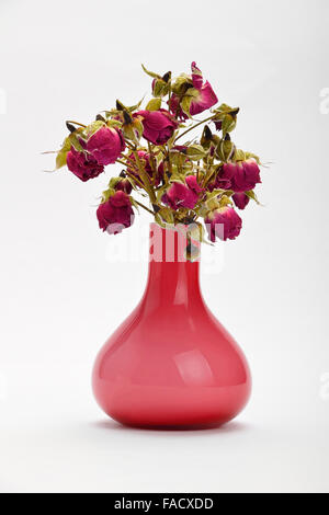 Ausgetrockneter rot lila Rosen in rosa Vase isoliert auf weißem Hintergrund mit Schatten Stockfoto