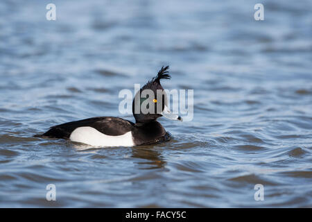 Reiherenten, Aythya Fuligula, Drake, Schwimmen, Männlich, Stockfoto