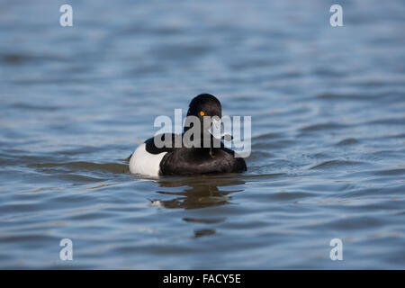 Reiherenten, Aythya Fuligula, Drake, Schwimmen, Männlich, Stockfoto