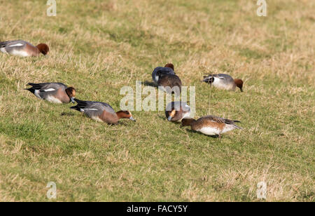 Eurasian Wigeon, Anas Penelope, Pfeifente, Herde, Fütterung auf Grünland, Stockfoto