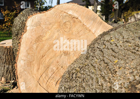 Stumpf des frisch geschnittenen Baum, Schnittholz Stockfoto