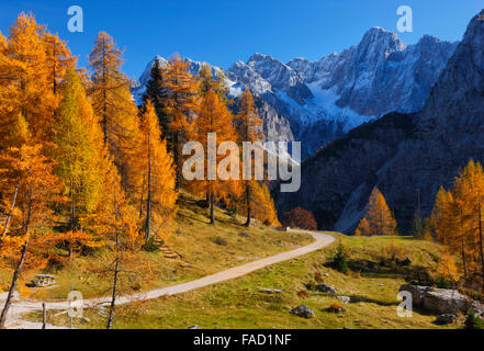 Bunte Kiefern im Herbst. Julischen Alpen in Slowenien Stockfoto