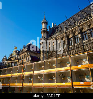 Ein Blick auf den Grand Place in Brüssel, Belgien. Am Sonntag gibt es eine Art Vogelmarkt auf das UNESCO World Heritage site Stockfoto