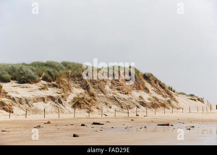 Düne Erosion nach einem Herbststurm in der Nähe von Cadzand in natürlichen Zwin Niederlande Stockfoto