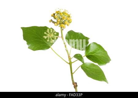 Efeu, Hedera, Blumen und Laub isoliert gegen weiß Stockfoto