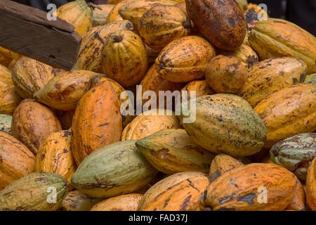 Ein Haufen von frisch geernteten Reifen Kakaofrüchte am WCF African Cocoa Initiative Bauernhof 16. November 2015 in Ghana. Kakaofrüchte werden getrocknet und fermentiert, die Grundlage der Schokolade. Stockfoto