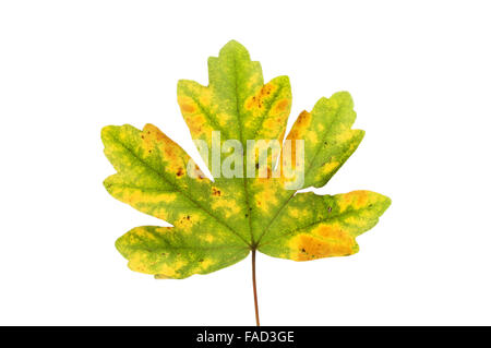 Herbstliche Bergahorn, Acer Phseudoplatanus, Blatt isoliert gegen weiß Stockfoto