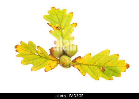 Drei herbstliche Eiche Blätter mit drei Eicheln isoliert gegen weiß Stockfoto