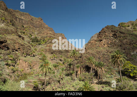 Eine Landschaft Fotografie ein natürlicher Teil des Talbodens im Valle Gran Rey in La Gomera, Kanarische Inseln, Spanien. Diese Art von Stockfoto