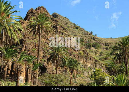 Eine Landschaft Fotografie ein natürlicher Teil des Talbodens im Valle Gran Rey in La Gomera, Kanarische Inseln, Spanien. Stockfoto