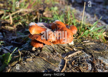 Orange die Pilze auf ein Stub. Neues Leben auf abgestorbenem Holz. Stockfoto