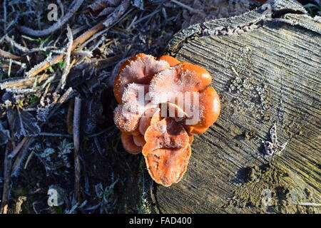 Orange die Pilze auf ein Stub. Neues Leben auf abgestorbenem Holz. Stockfoto