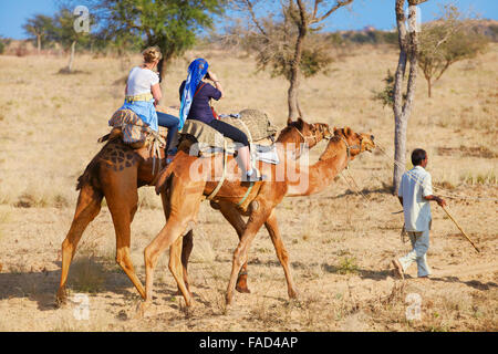 Zwei Kamele mit Touristen reiten Safari auf der Thar-Wüste in der Nähe von Jaisalmer, Indien Stockfoto