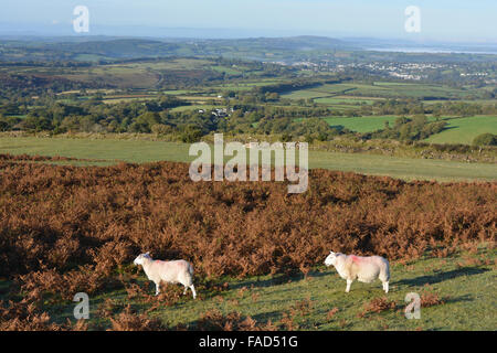 Schafe auf Whitchurch Common am Rande des Dartmoor National Park, mit Blick auf Felder in Richtung der Küste von Devon. England Stockfoto