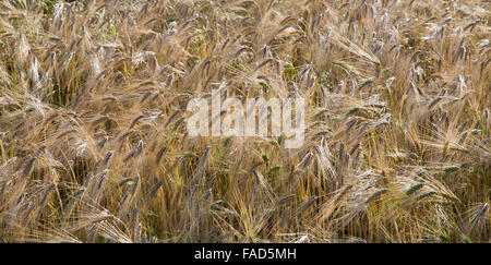 Albright Rudern "sechs" Sommergerste Reifen im Feld, Hordeum Vulgare. Stockfoto