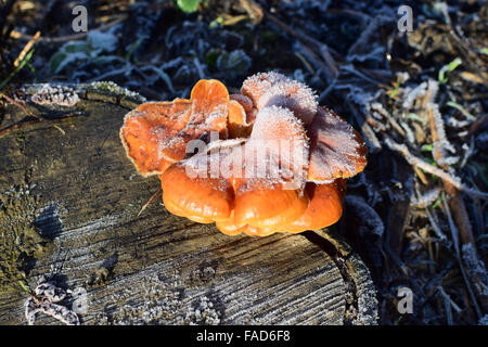 Orange die Pilze auf ein Stub. Neues Leben auf abgestorbenem Holz. Stockfoto