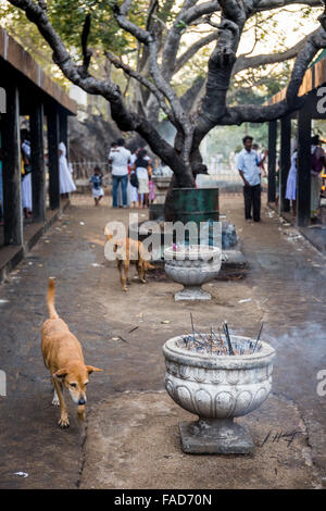 Pilger im Ruvanvelisaya Dagoba, heilige Stadt Anuradhapura, UNESCO-Weltkulturerbe, North Central Province, Sri Lanka Stockfoto