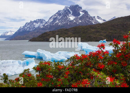 Feuer-Büsche blühen mit Eisbergen von Grey Gletscher im Lago Grey am Fuße der Anden im Torres del Paine, Patag schweben Stockfoto