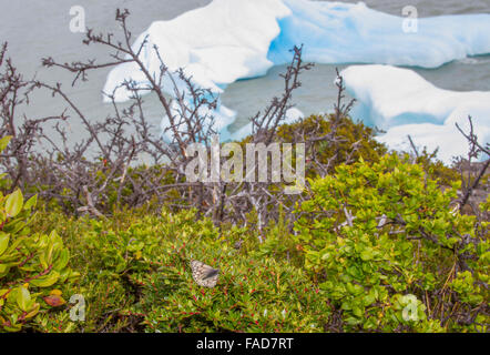 Frühlings-Schmetterling auf angehende Feuer Busch mit Eisbergen gekalbt von Grey Gletscher im Torres del Paine, Patagonien, Chile. Stockfoto