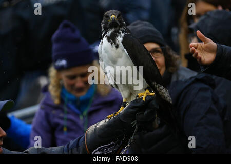 Seattle, USA. 27. Dezember 2015. Die Seahawk Hawk Handler übernimmt die Hawk Fans während eines Spiels zwischen den St. Louis Rams und den Seattle Seahawks in CenturyLink Field in Seattle, WA am 27. Dezember 2015. Die Rams gegen Seahawks 23-17.  Bildnachweis: Sean Brown/Cal Sport Media/Alamy Live-Nachrichten Stockfoto